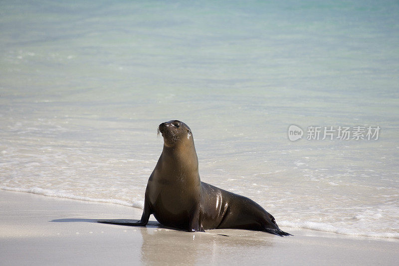 加拉帕戈斯海狮(Zalophus wollebacki)在加德纳海滩